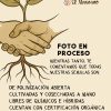 Semillas de Zinnias Orgánicas Regenerativas