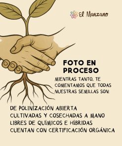 Semillas de Espinaca Neozelandesa Orgánicas Regenerativas
