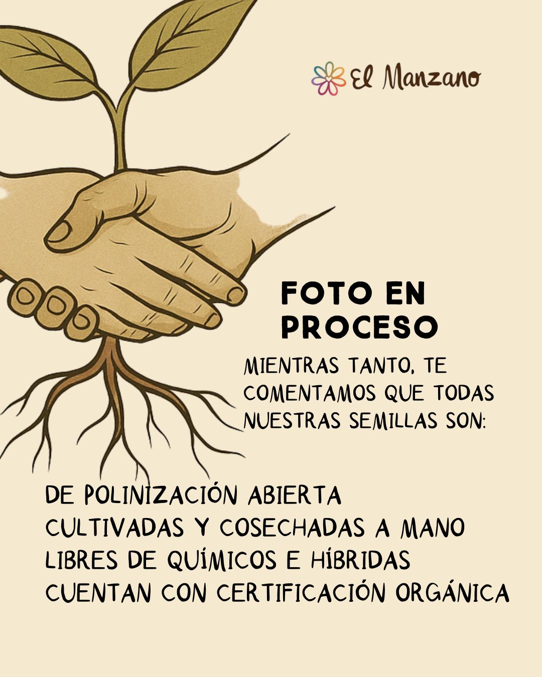 Semillas de Zinnias Orgánicas Regenerativas