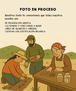 Semilla de Tomate Rosado Orgánicas Regenerativas