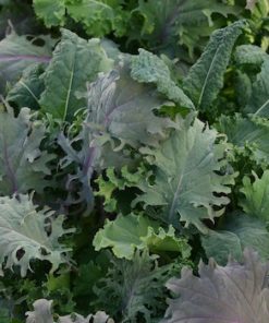 Semillas de Kale mezcla Orgánicas Regenerativas