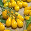 Semillas de Tomate Cherry Perita Amarillo Orgánicas Regenerativas