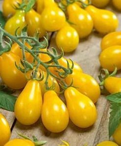 Semillas de Tomate Cherry Perita Amarillo Orgánicas Regenerativas