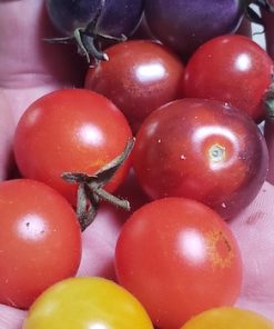 Semillas de Tomate Cherry Rojo Orgánicas Regenerativas
