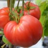Semillas de Tomate Corazon de buey Orgánicas Regenerativas