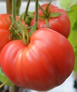 Semillas de Tomate Corazon de buey Orgánicas Regenerativas