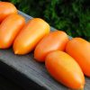 Semillas de Tomate Cherry Perita Naranjo Orgánicas Regenerativas