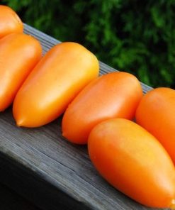 Semillas de Tomate Cherry Perita Naranjo Orgánicas Regenerativas
