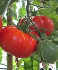 Semillas de Tomate Limachino Orgánicas Regenerativas
