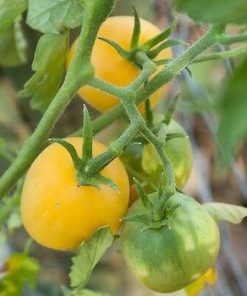 Semillas de Tomate Peruano Peludo Orgánicas Regenerativas