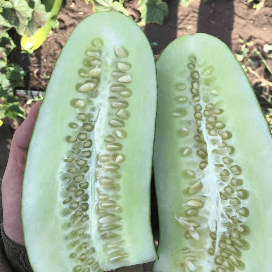 Semilla de Pepino Antartika Orgánicas Regenerativas - Imagen 4