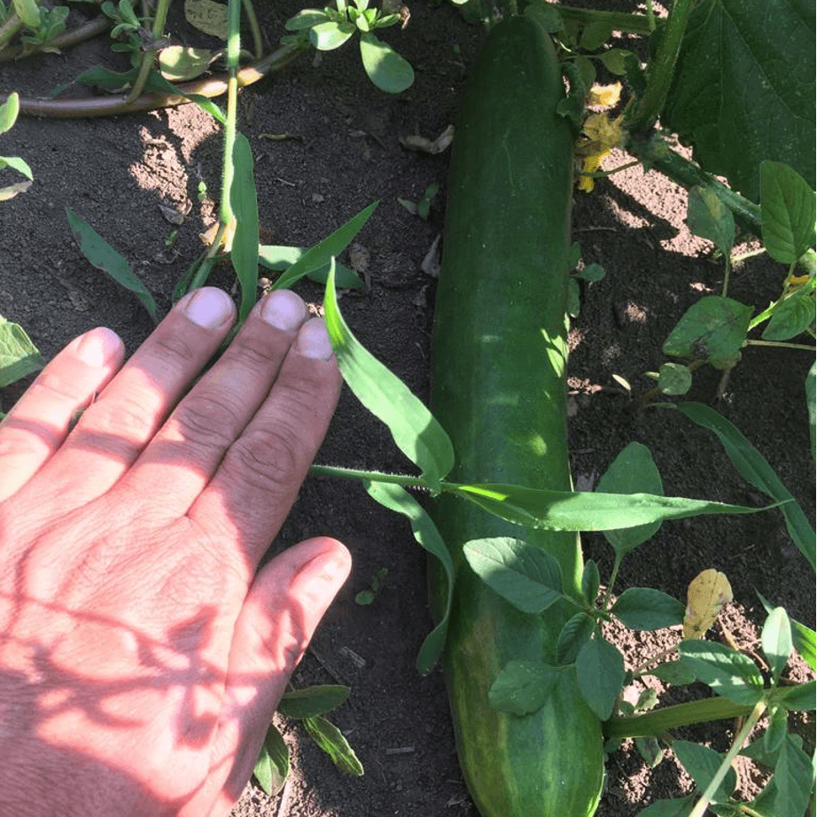 Semilla de Pepino Antartika Orgánicas Regenerativas