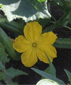 Alternative view of Semilla de Pepino Antartika Orgánicas Regenerativas