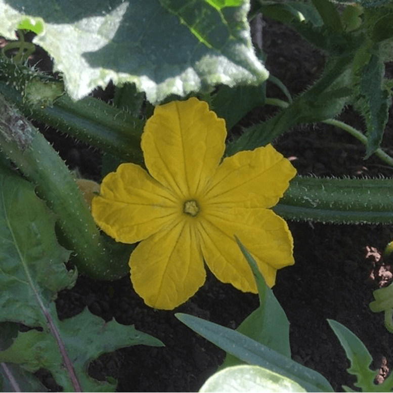 Semilla de Pepino Antartika Orgánicas Regenerativas - Imagen 2
