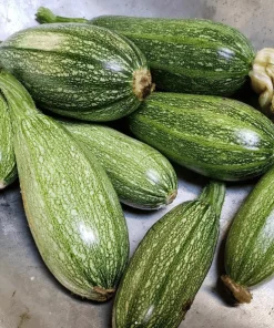 Semillas de Zuchinni - Zapallo Italiano Orgánicas Regenerativas