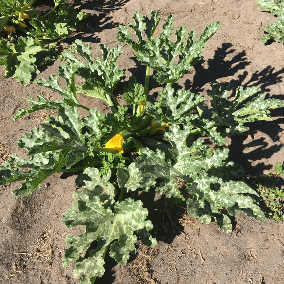 Semillas de Zuchinni - Zapallo Italiano Orgánicas Regenerativas - Imagen 3