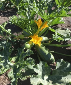 Alternative view of Semillas de Zuchinni - Zapallo Italiano Orgánicas Regenerativas