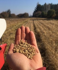 Alternative view of Arroz Integral Orgánico más Austral del Mundo 5kg