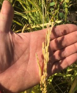Alternative view of Harina de Arroz Integral Orgánica 1,3kg