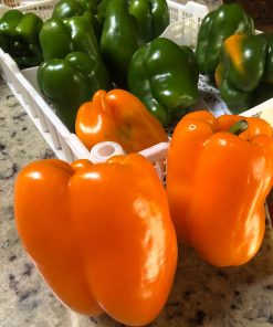 Semillas de Pimiento Morrón Etiuda Orgánicas Regenerativas