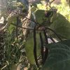 Semillas de POROTO RIÑON Orgánicas Regenerativas