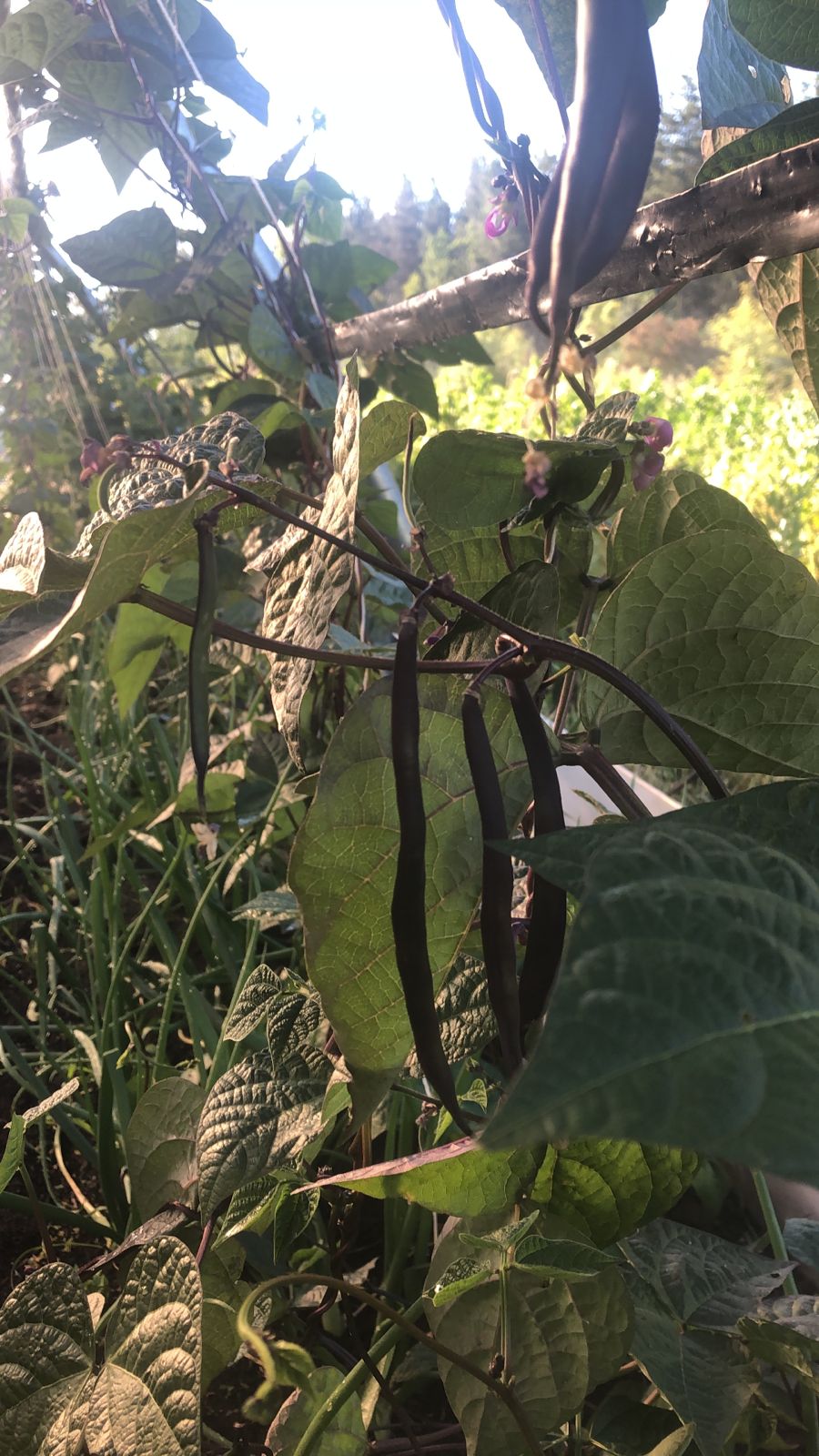 Semillas de POROTO RIÑON Orgánicas Regenerativas