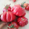 Semillas de Tomate Zapoteca Orgánicas Regenerativas