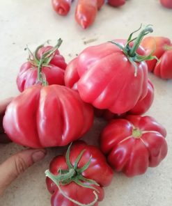 Semillas de Tomate Zapoteca Orgánicas Regenerativas