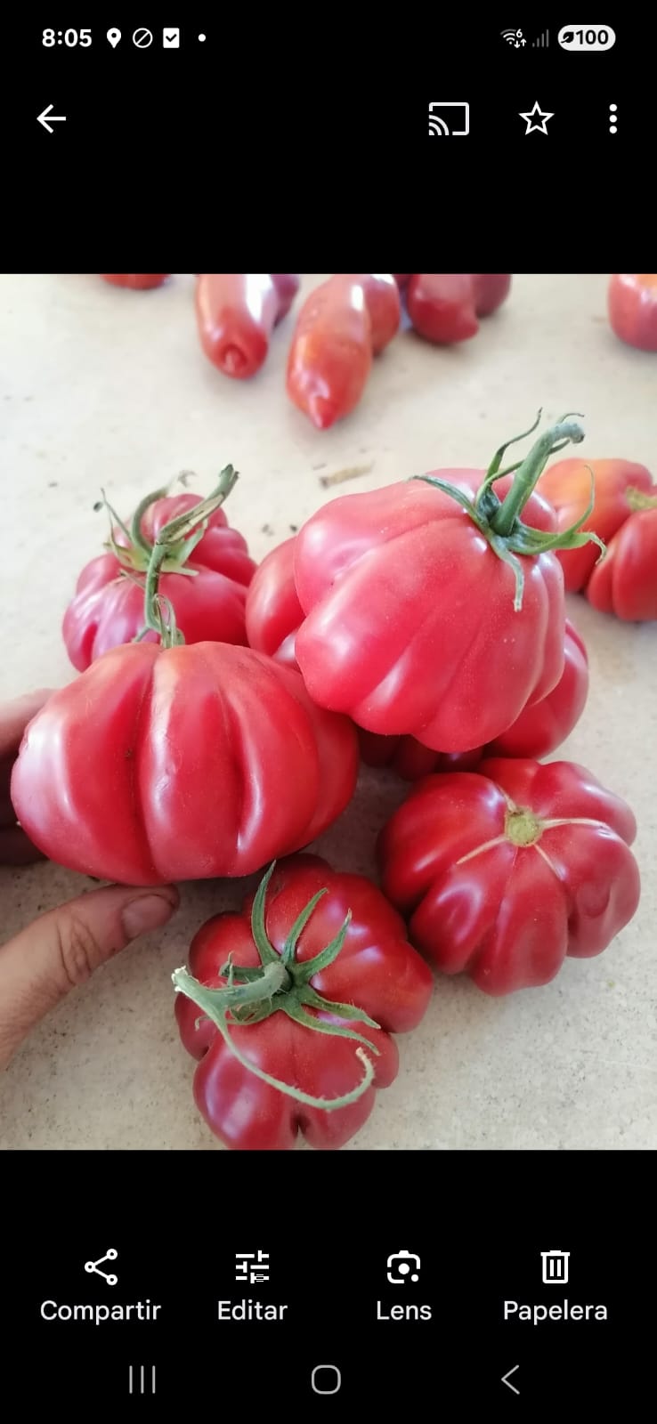 Semillas de Tomate Zapoteca Orgánicas Regenerativas