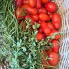 Semillas de Tomate Salsero Orgánicas Regenerativas