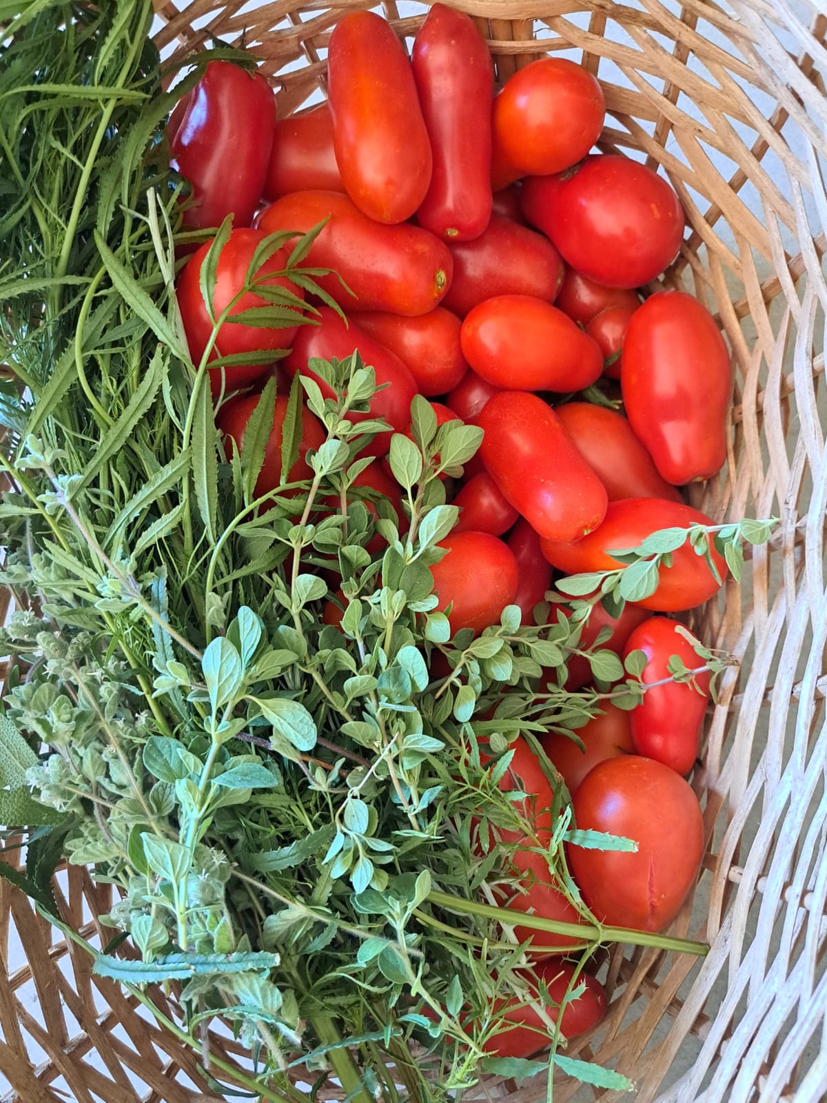 Semillas de Tomate Salsero Orgánicas Regenerativas