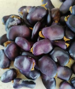 Semillas de Haba Morada Orgánicas Regenerativas