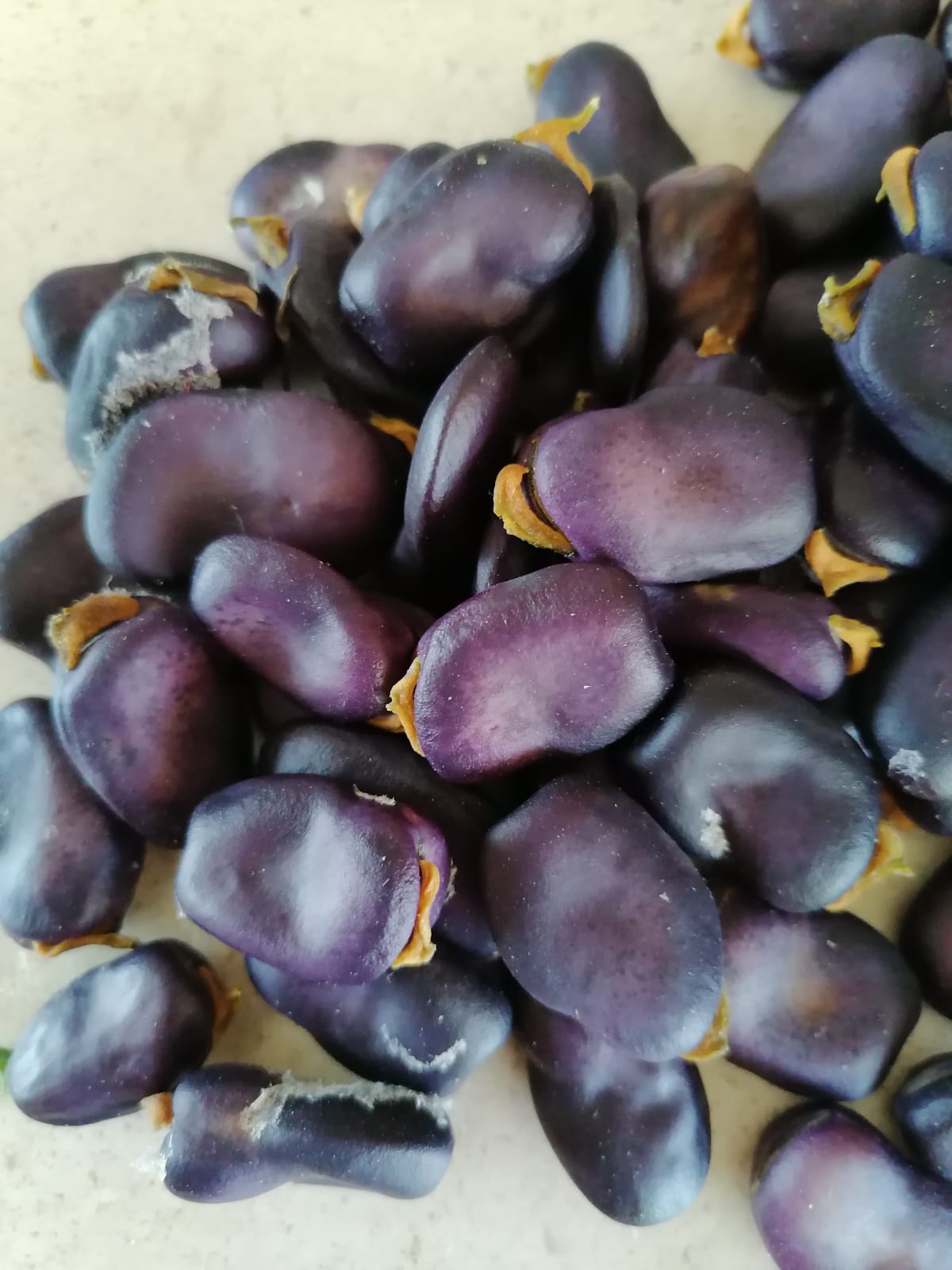 Semillas de Haba Morada Orgánicas Regenerativas