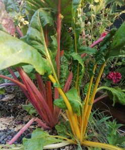 Semillas de Acelga Arcoiris Orgánicas Regenerativas